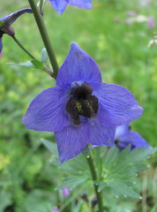 Delphinium megalanthum