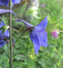 Delphinium megalanthum