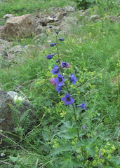 Delphinium megalanthum