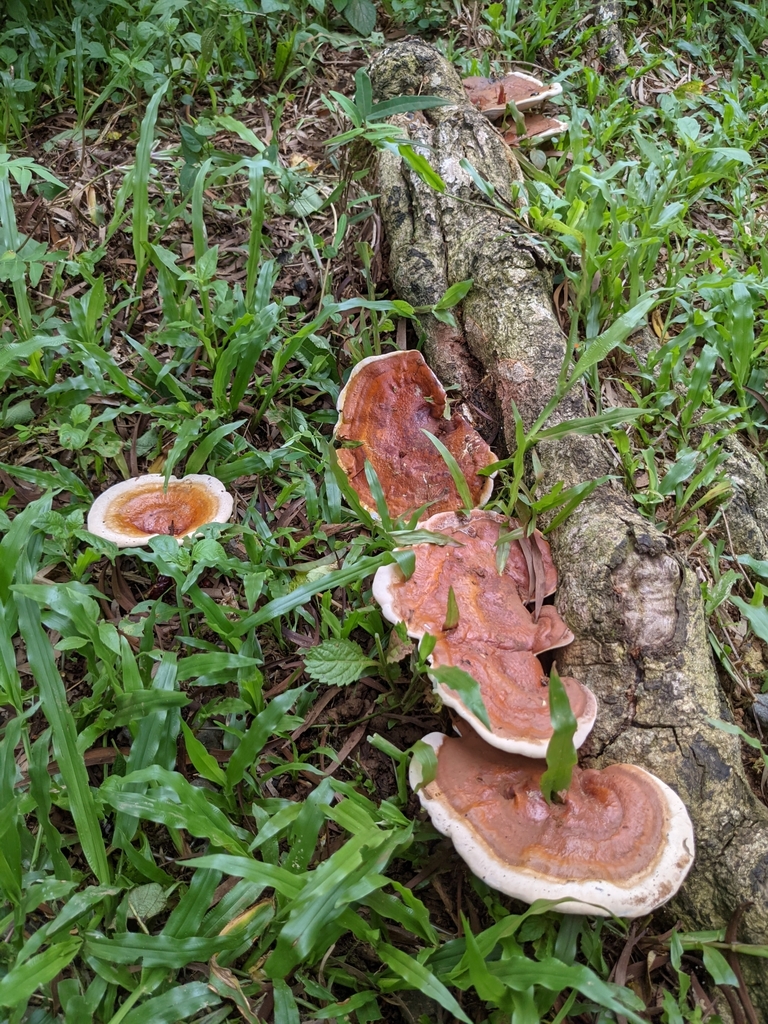 Ganoderma lucidum