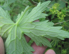 Delphinium megalanthum