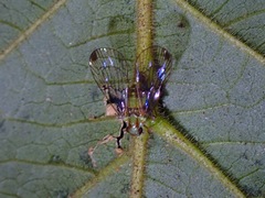 Paricana