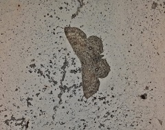 Cyclophora pendularia