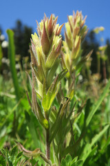 Castilleja cryptantha