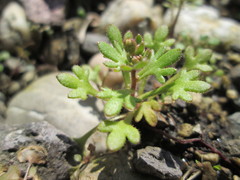 Saxifraga tridactylites
