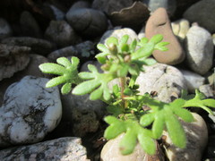 Saxifraga tridactylites