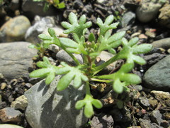 Saxifraga tridactylites