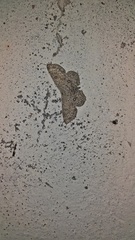 Cyclophora pendularia