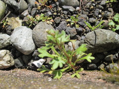 Saxifraga tridactylites