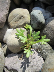 Saxifraga tridactylites