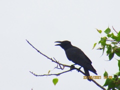 Corvus macrorhynchos culminatus