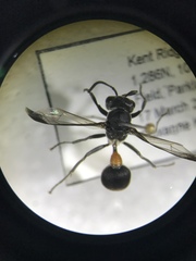 Ropalidia sumatrae