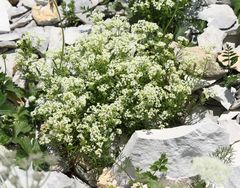 Galium anisophyllon