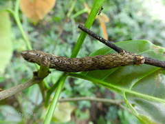 Eupanacra
