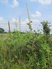 Baptisia alba macrophylla