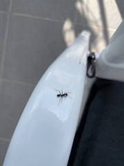 Camponotus vagus