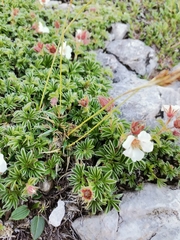 Potentilla clusiana
