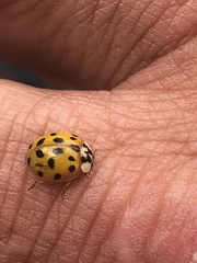Harmonia axyridis