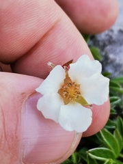 Potentilla clusiana