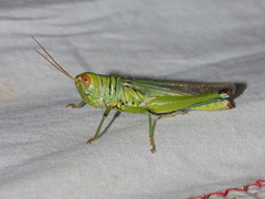 Hieroglyphus tonkinensis