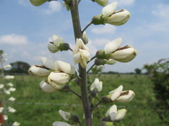 Baptisia alba macrophylla