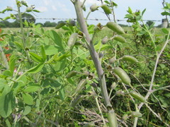 Baptisia alba macrophylla