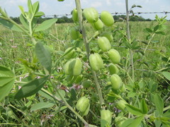 Baptisia alba macrophylla