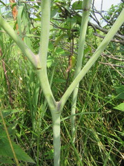 Baptisia alba macrophylla