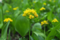 Tauschia stricklandii