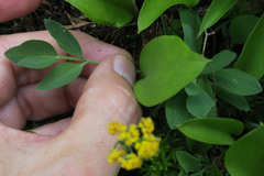 Tauschia stricklandii