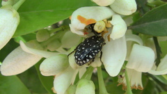 Oxythyrea
