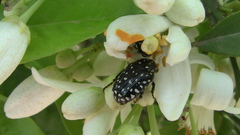Oxythyrea