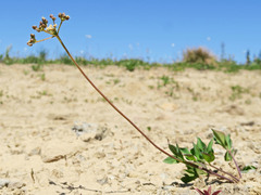 Tauschia stricklandii