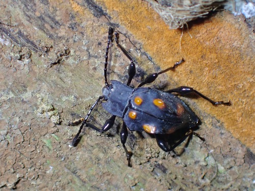 トゲトゲテントウダマシ属 (属 Cacodaemon) · iNaturalist