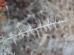 Ulex argenteus argenteus
