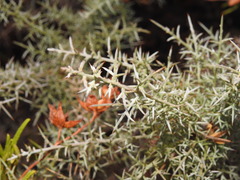 Ulex argenteus argenteus
