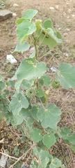 Abutilon indicum