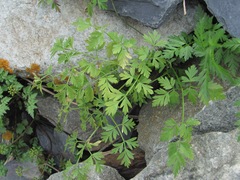 Anthriscus ruprechtii