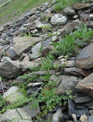 Anthriscus ruprechtii