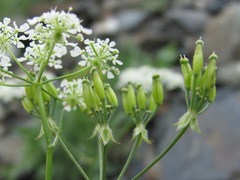 Anthriscus ruprechtii