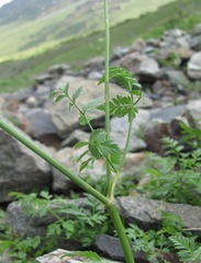 Anthriscus ruprechtii