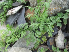 Anthriscus ruprechtii