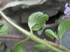 Ziziphora puschkinii