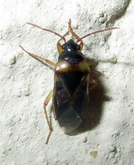 Stilbocoris