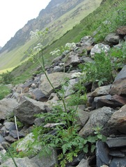 Anthriscus ruprechtii