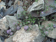 Ziziphora puschkinii