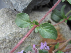 Ziziphora puschkinii