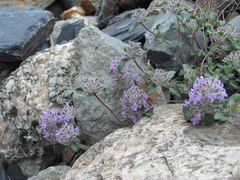 Ziziphora puschkinii