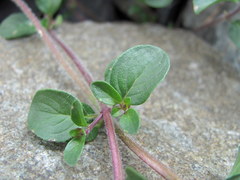 Ziziphora puschkinii