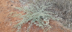 Vachellia leucophloea